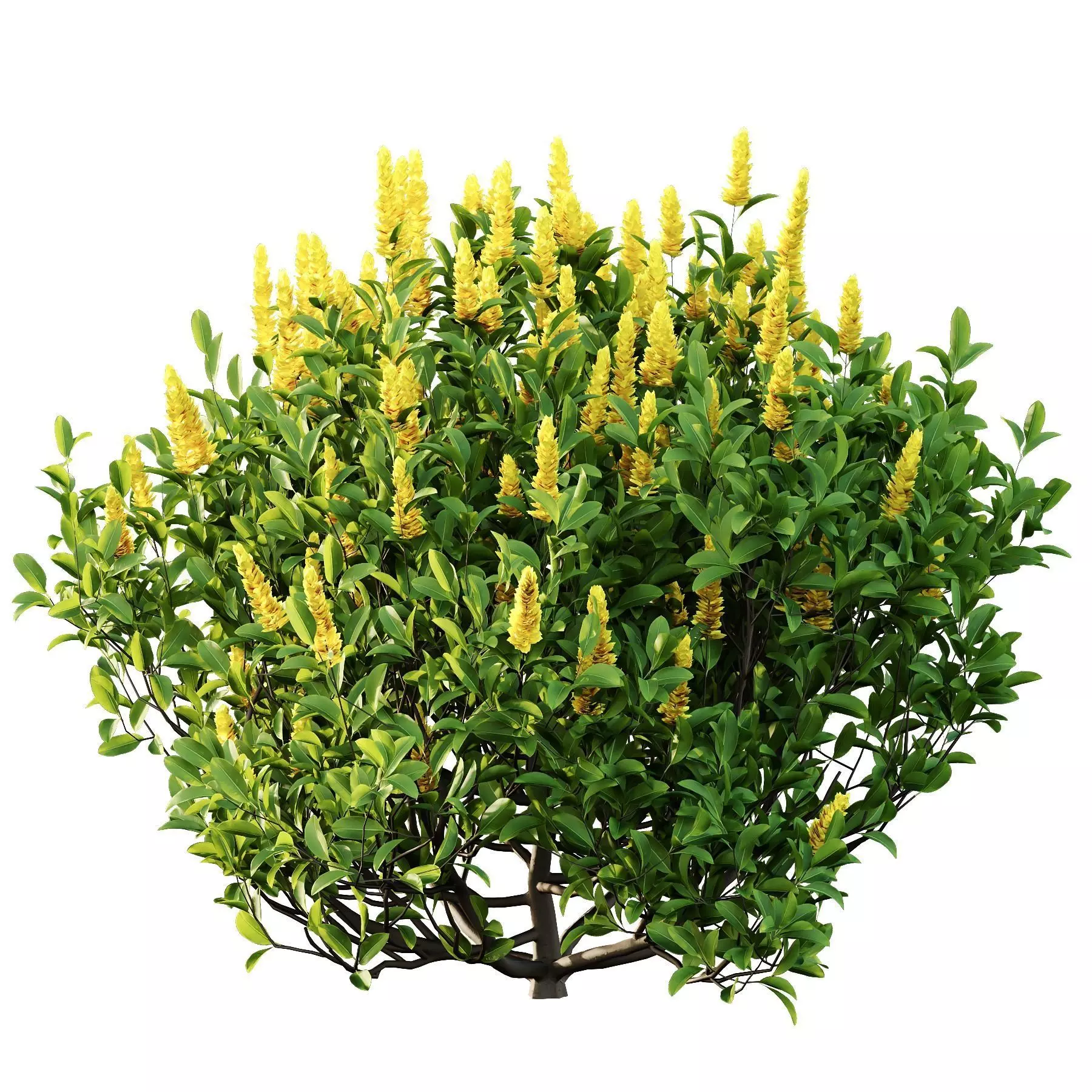 Excellent collection of plants Bush  400 Different Models _140