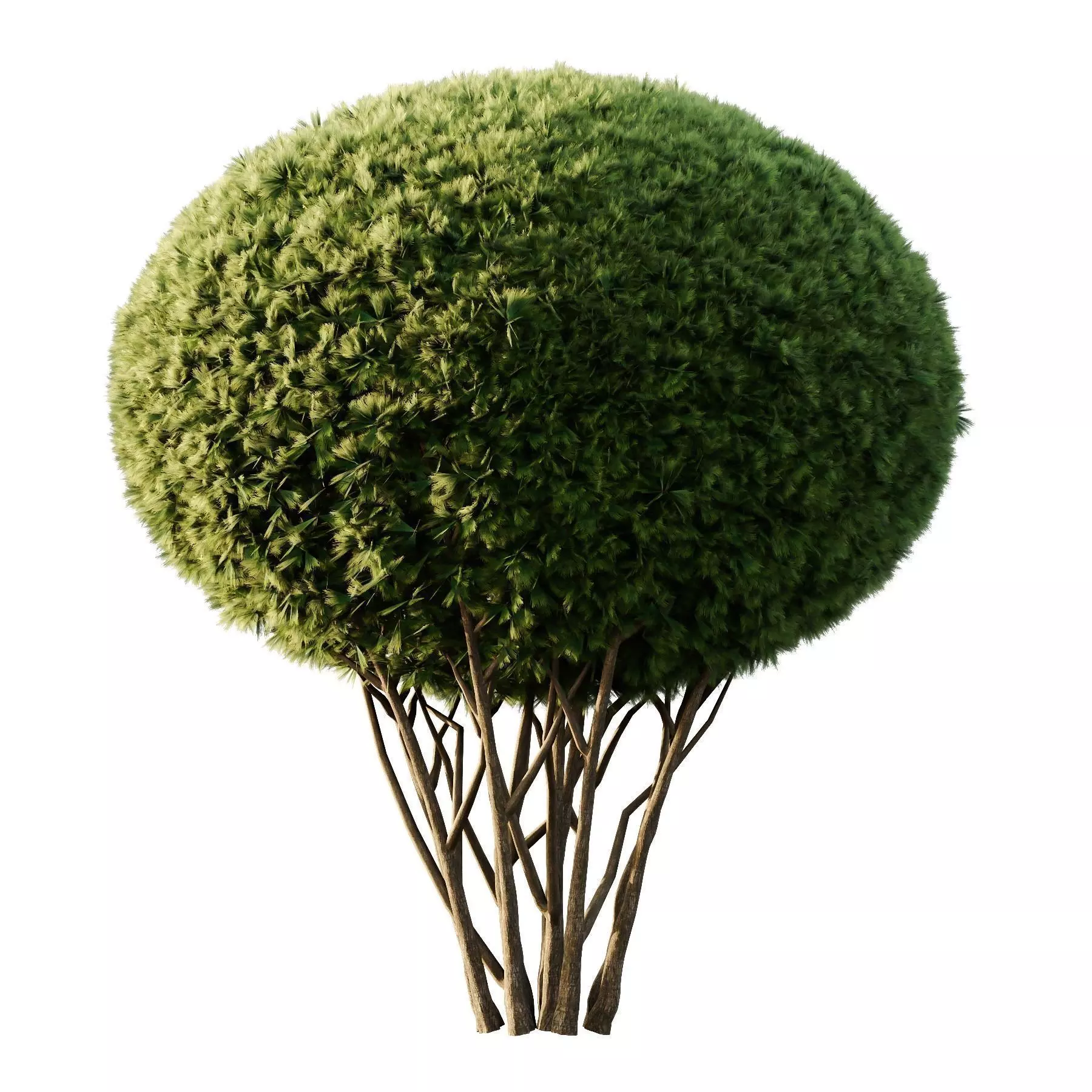 Excellent collection of plants Bush  400 Different Models _130