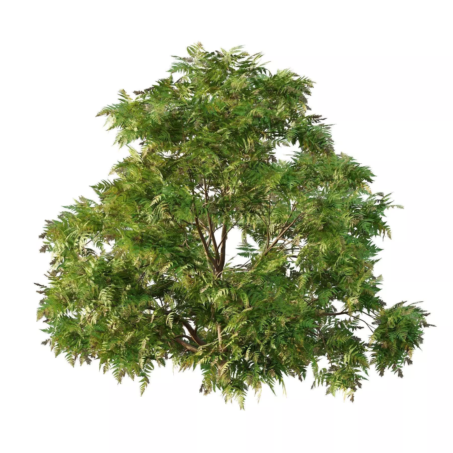 Excellent collection of plants Bush  400 Different Models _142