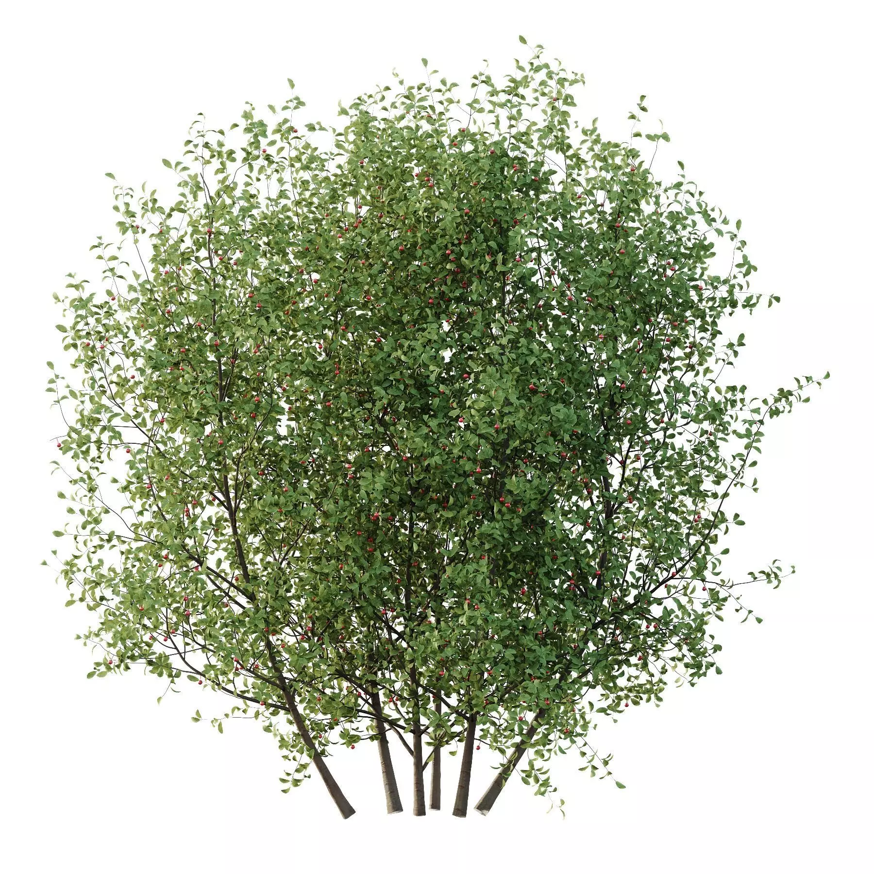 Excellent collection of plants Bush  400 Different Models _189