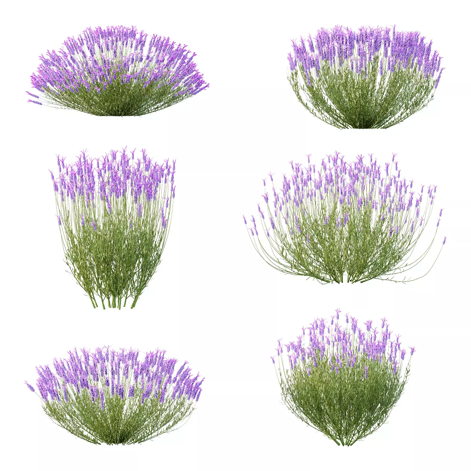 Excellent collection of plants Bush  400 Different Models _56