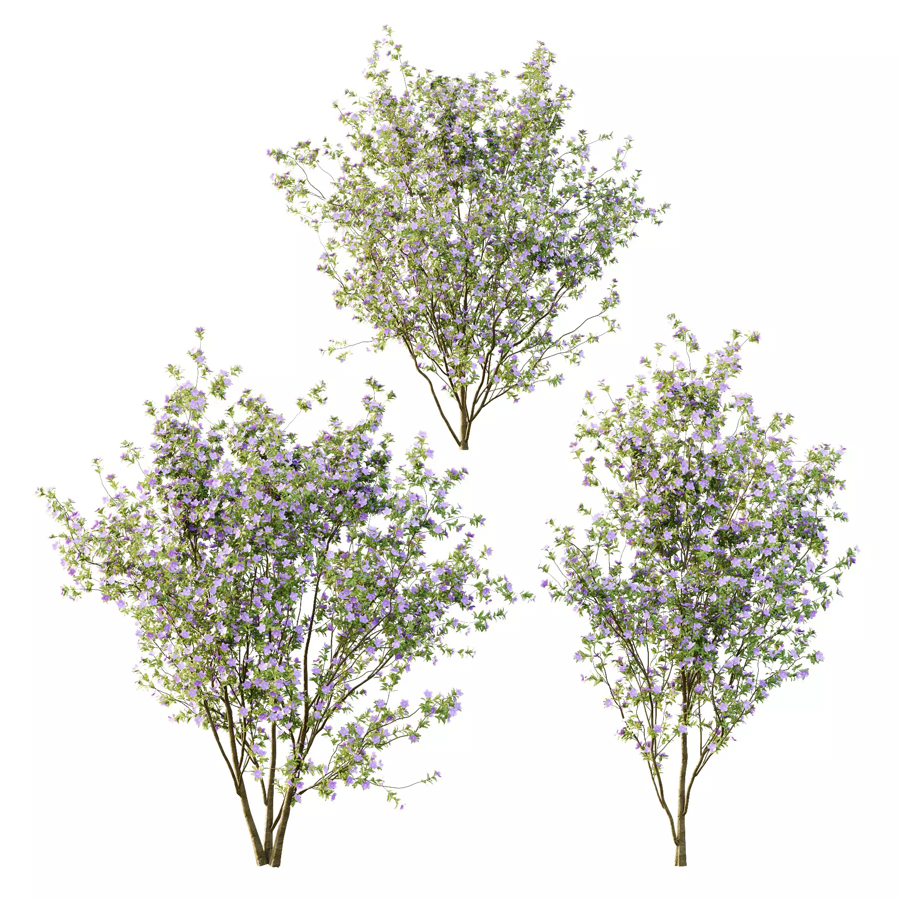 Excellent collection of plants Bush  400 Different Models _43