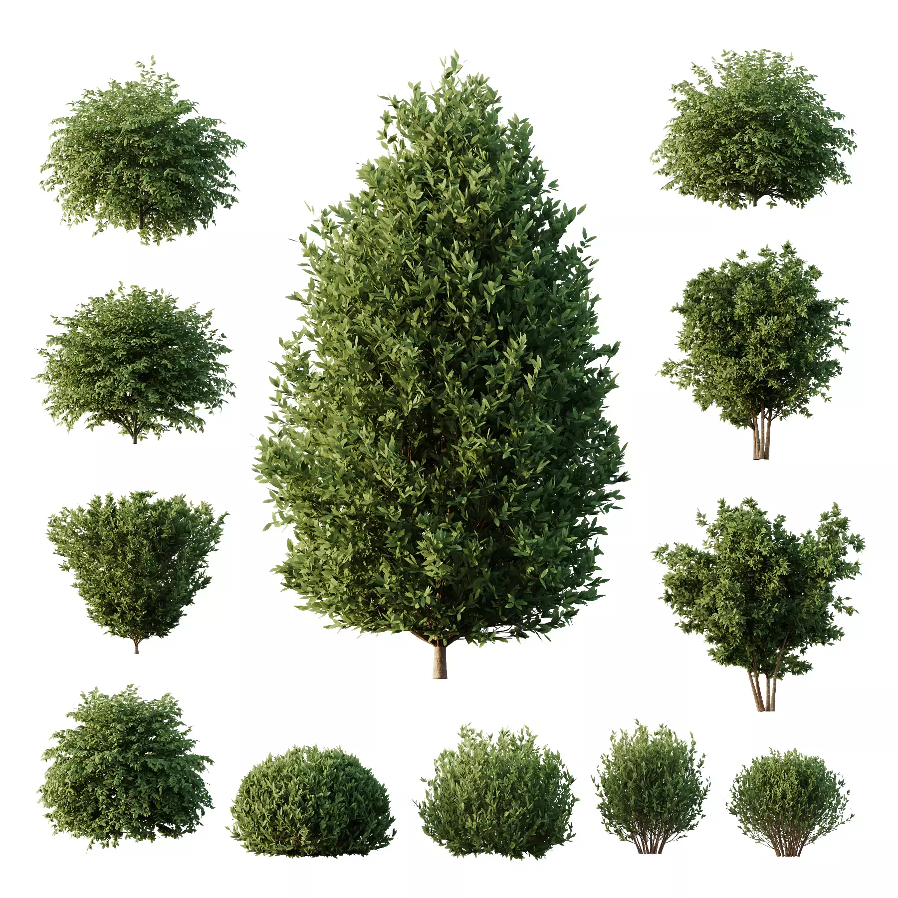 Excellent collection of plants Bush  400 Different Models _70