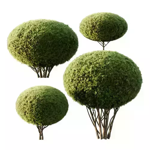 Excellent collection of plants Bush  400 Different Models _32