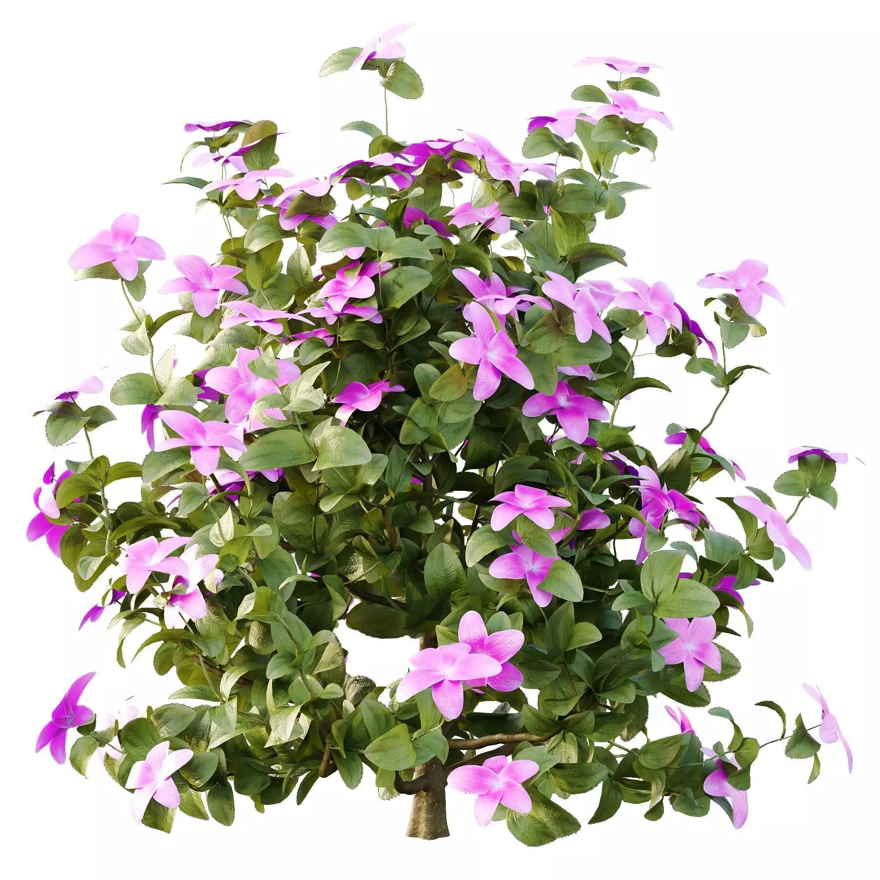 Excellent collection of plants Bush  400 Different Models _163