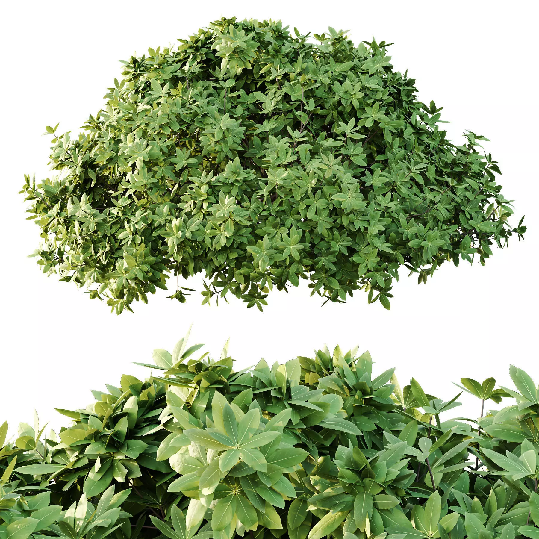 Excellent collection of plants Bush  400 Different Models _168