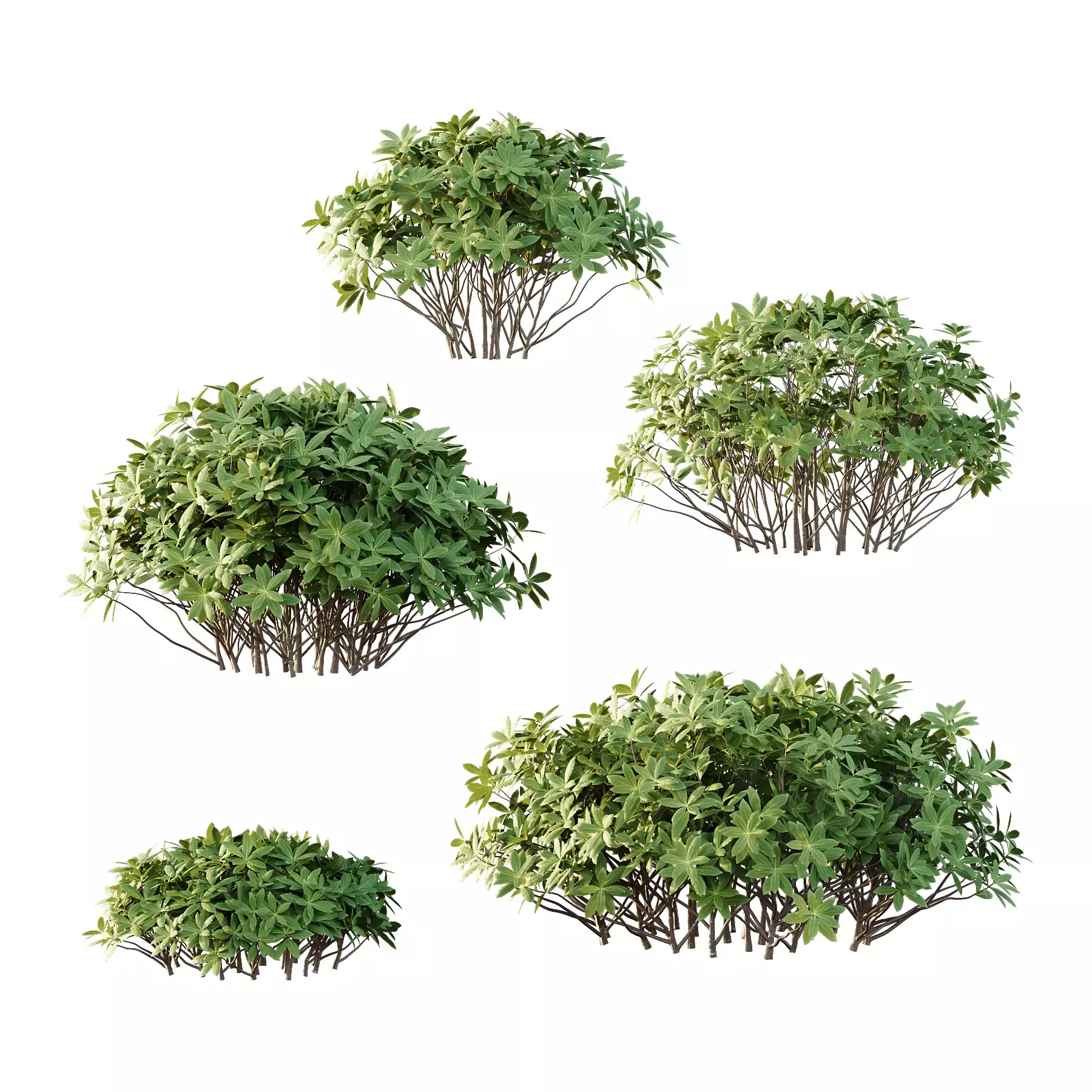 Excellent collection of plants Bush  400 Different Models _68
