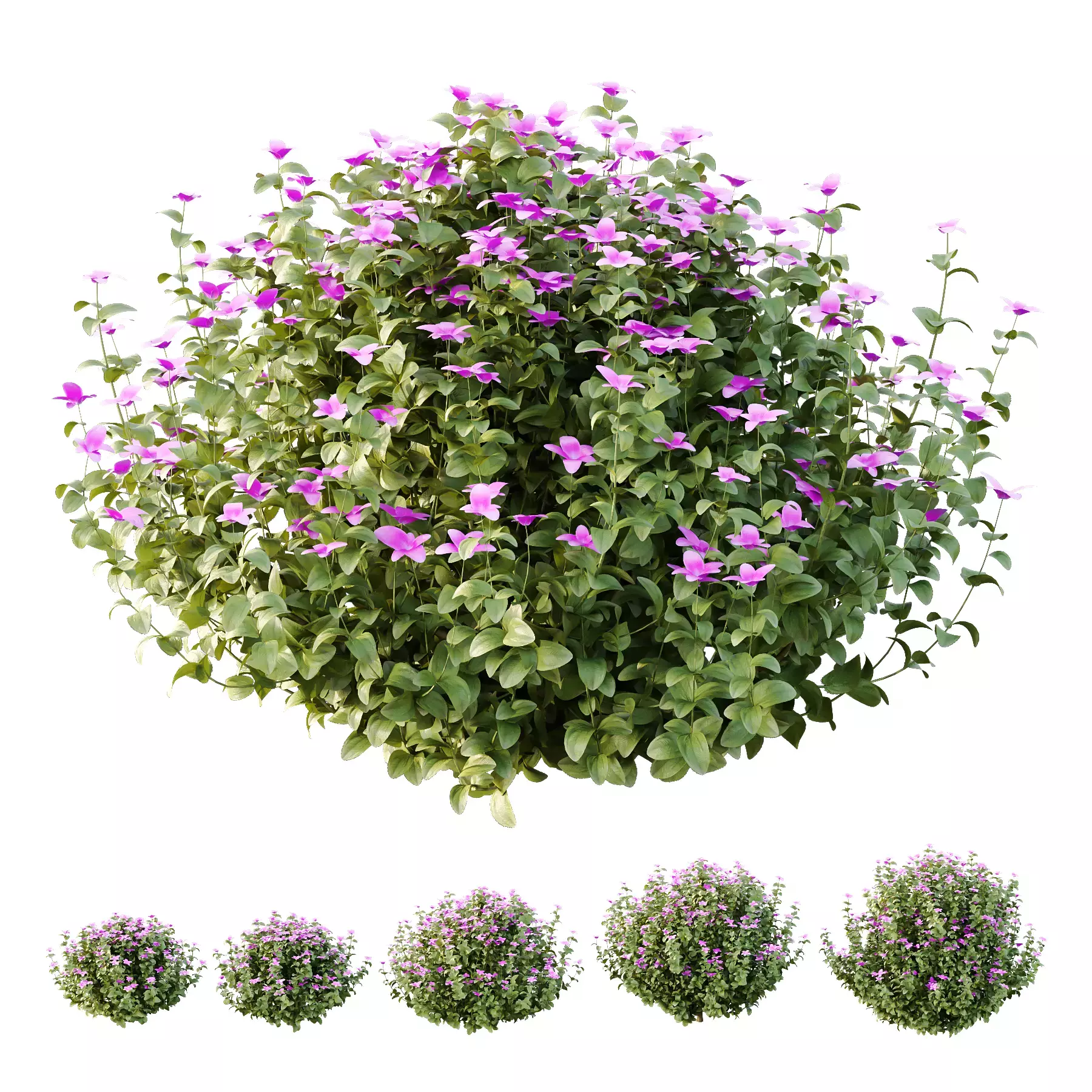 Excellent collection of plants Bush  400 Different Models _44