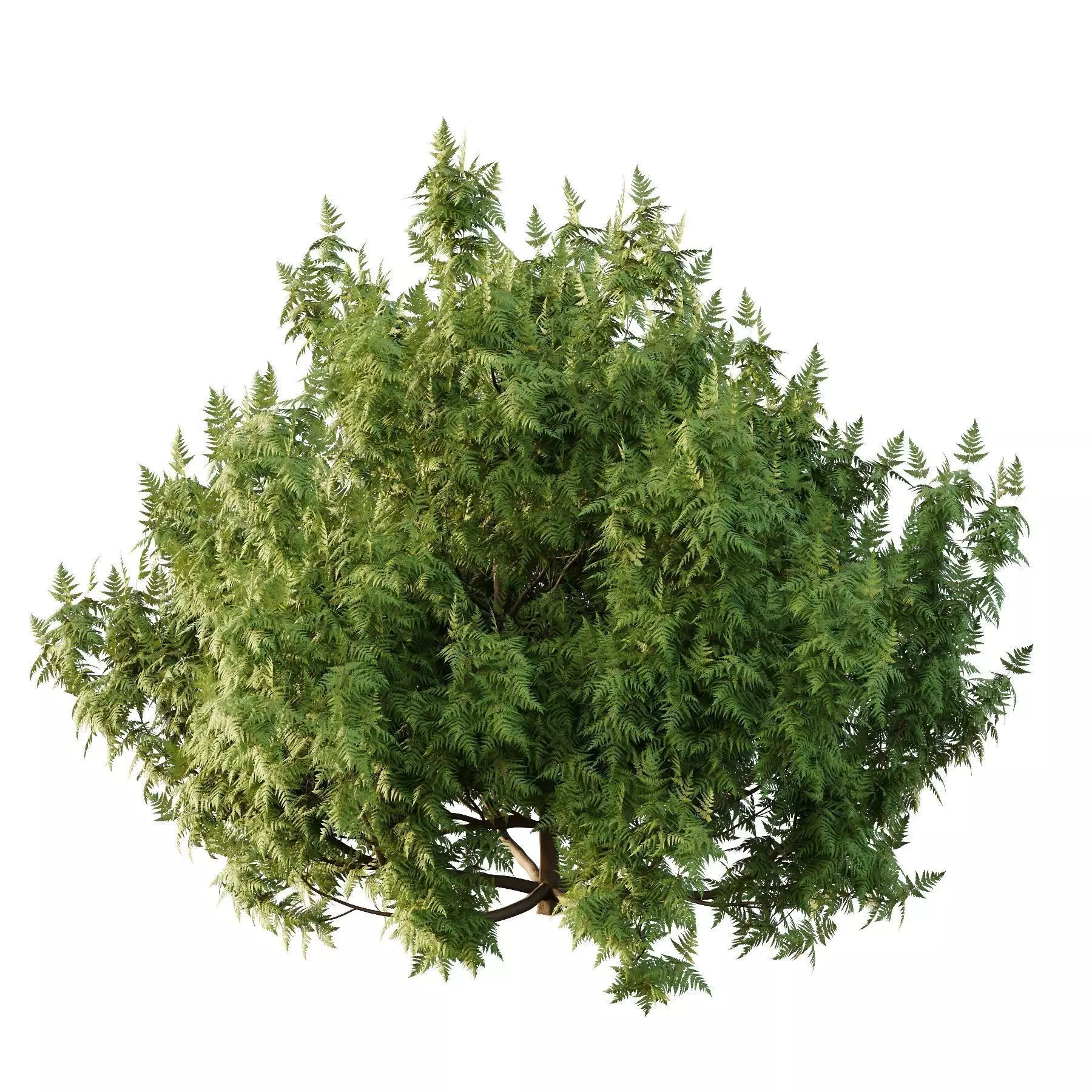 Excellent collection of plants Bush  400 Different Models _143