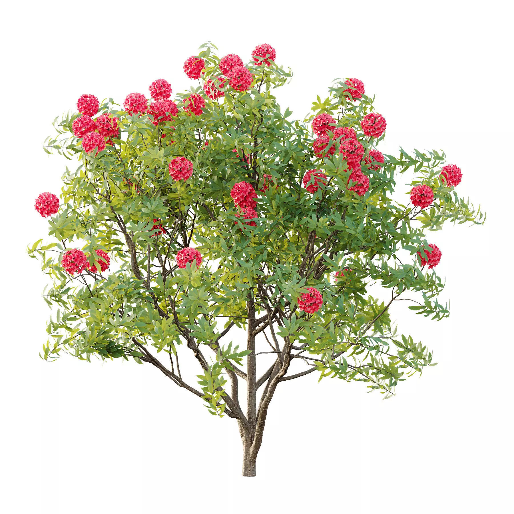 Excellent collection of plants Bush  400 Different Models _177