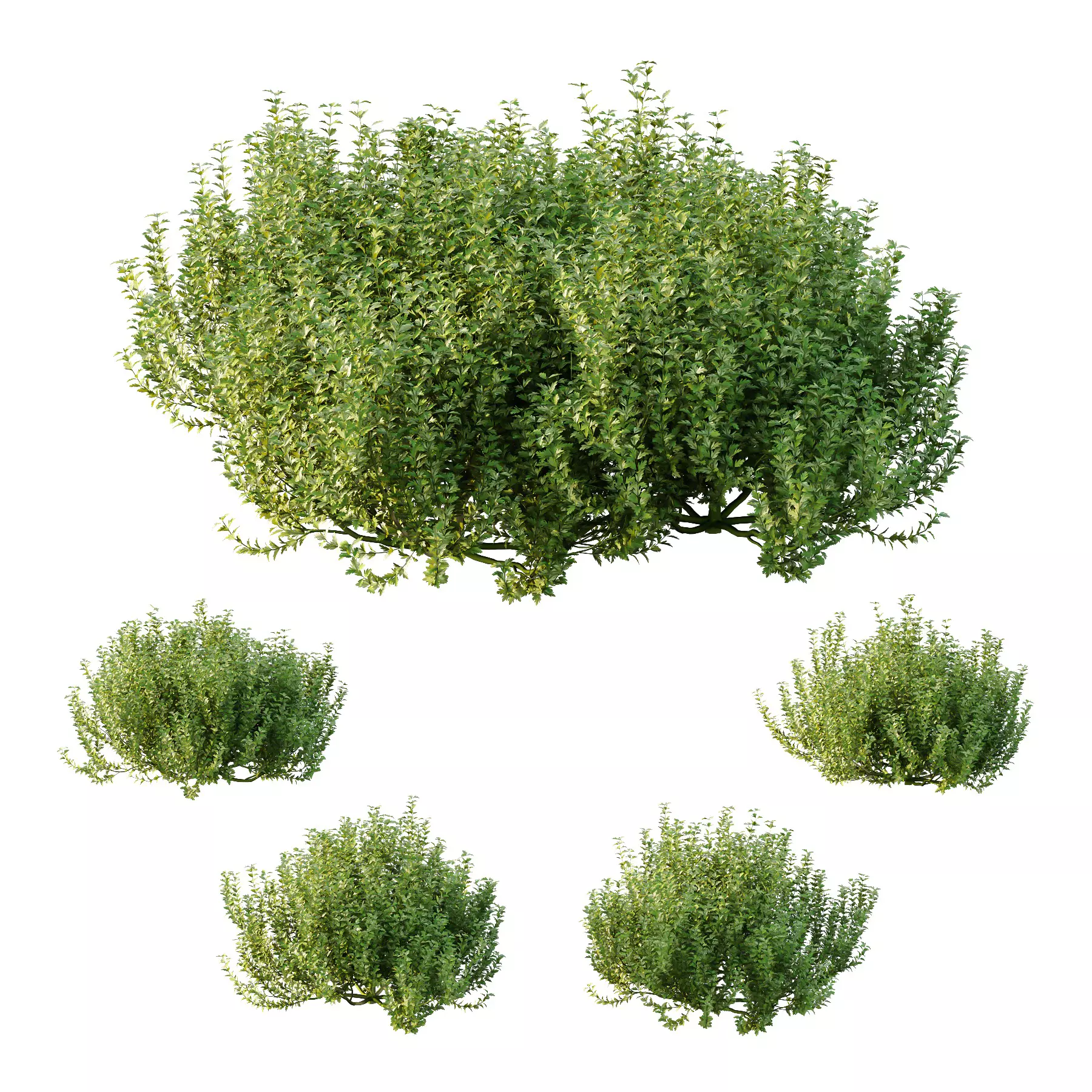 Excellent collection of plants Bush  400 Different Models _82