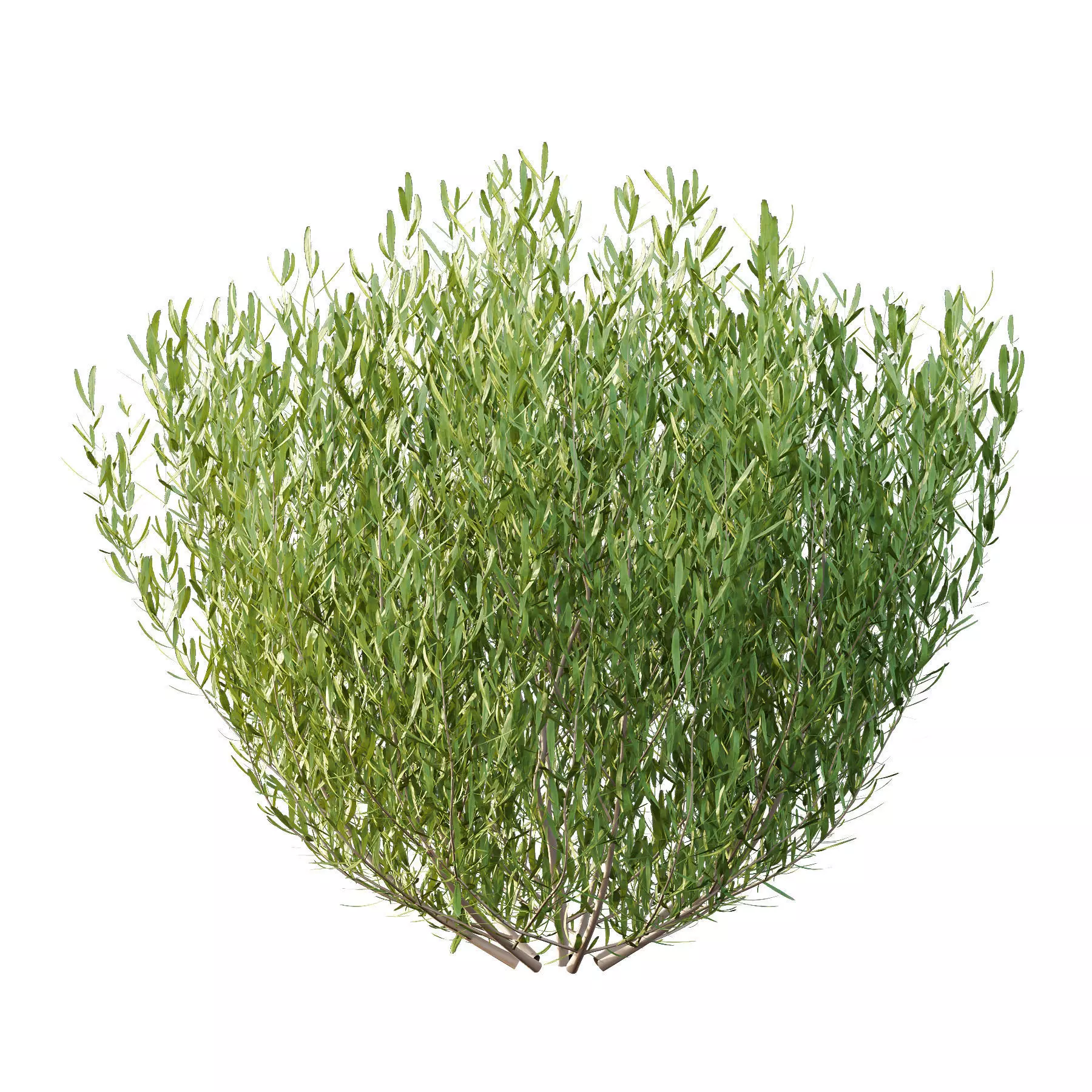 Excellent collection of plants Bush  400 Different Models _185