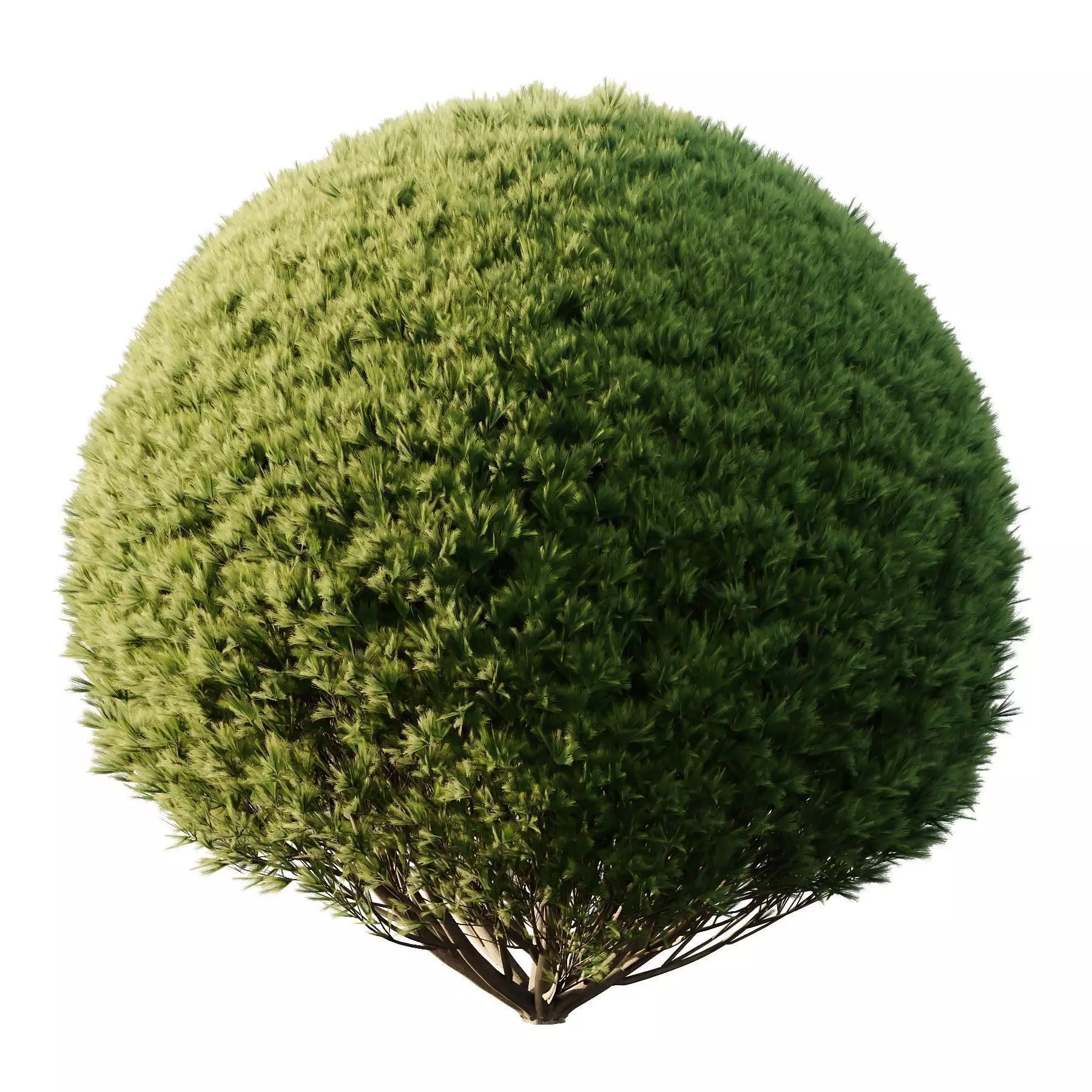 Excellent collection of plants Bush  400 Different Models _153