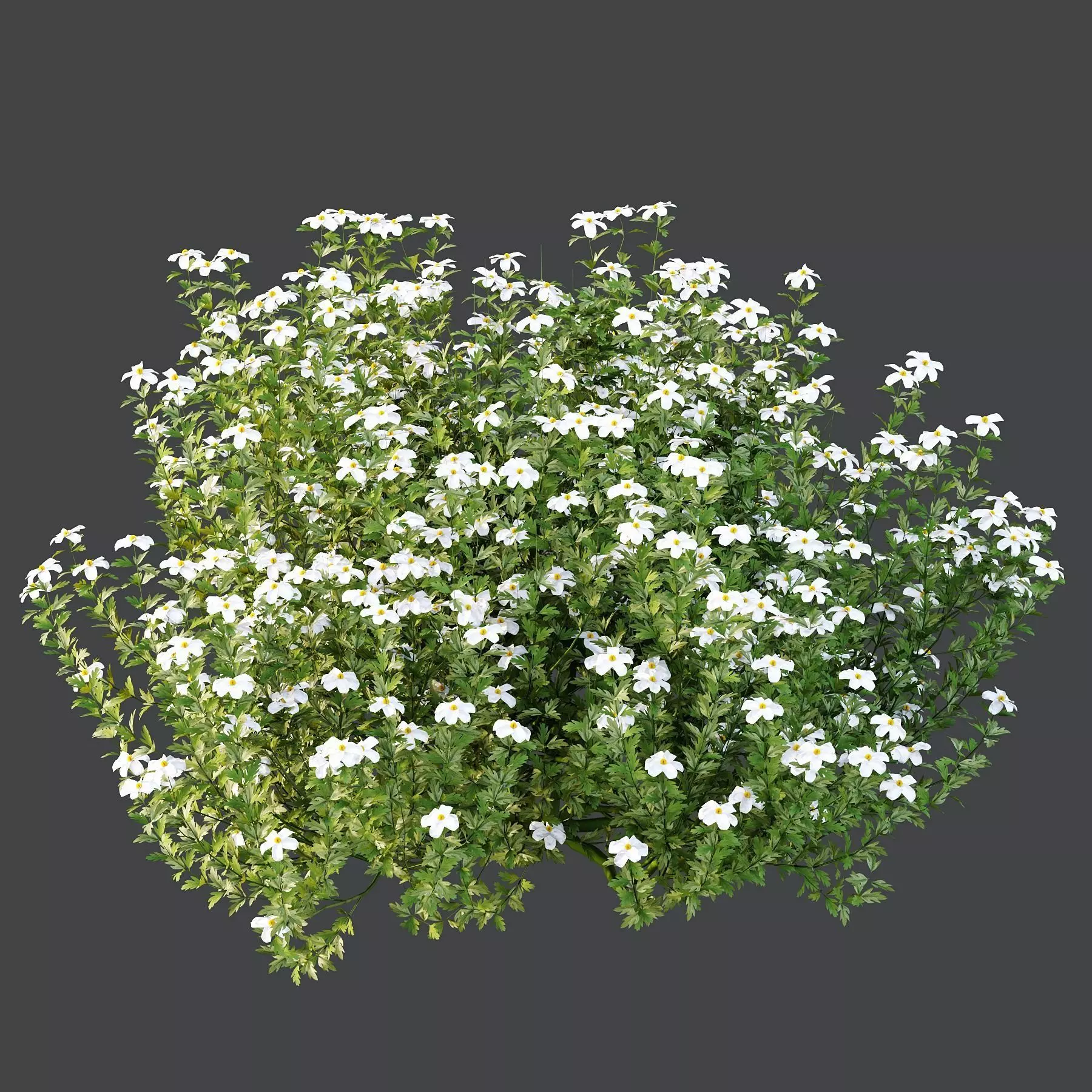 Excellent collection of plants Bush  400 Different Models _171