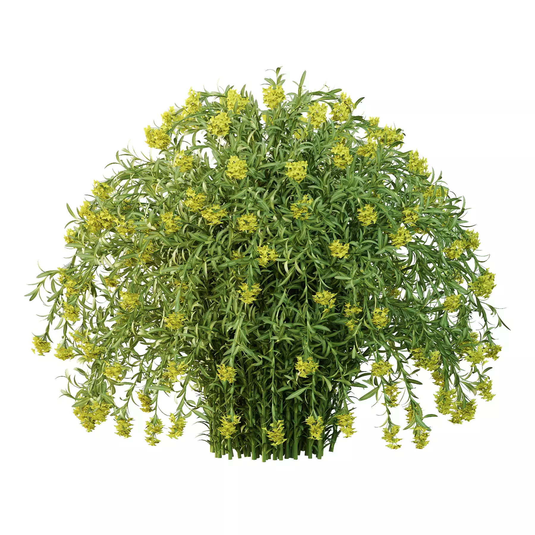 Excellent collection of plants Bush  400 Different Models _101