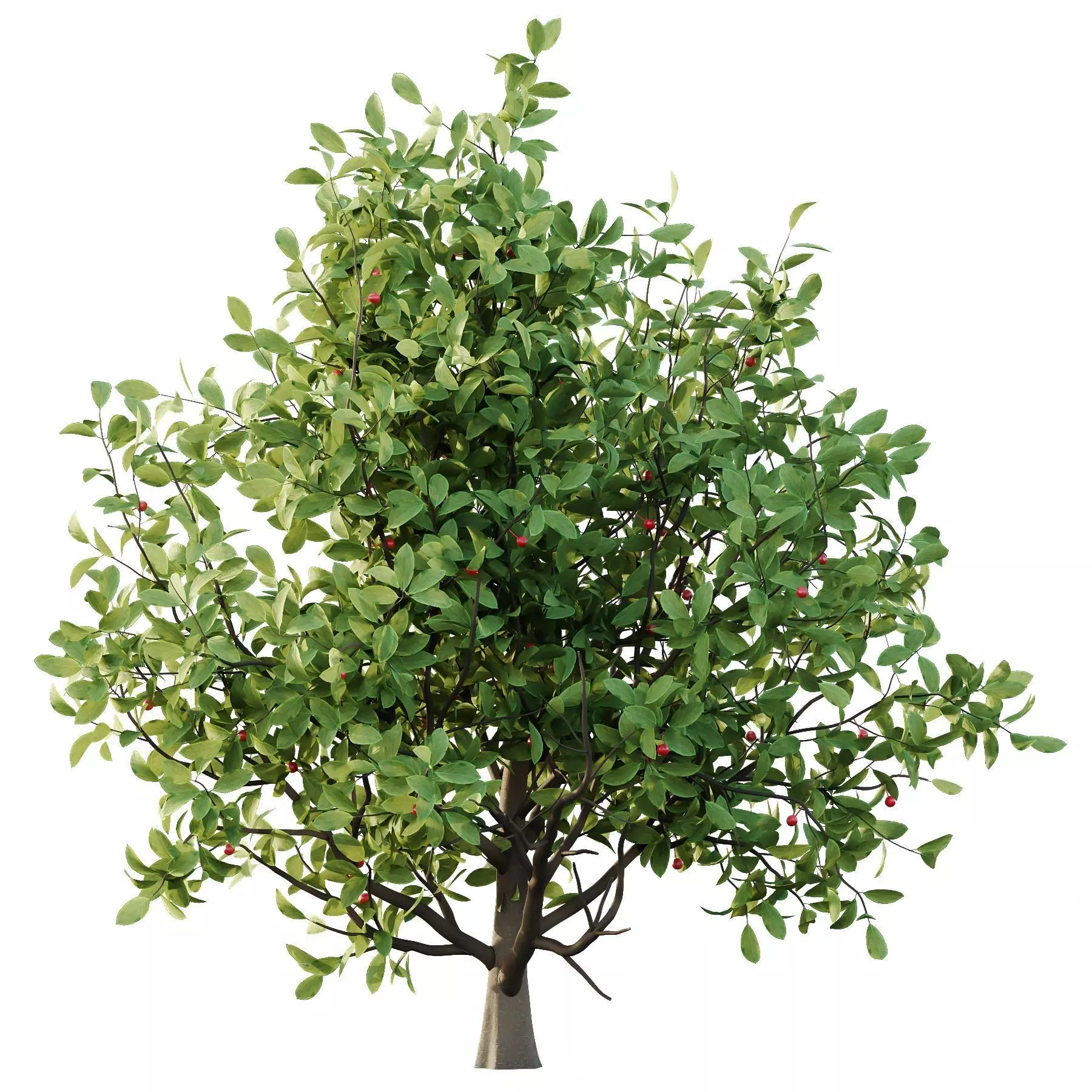 Excellent collection of plants Bush  400 Different Models _148
