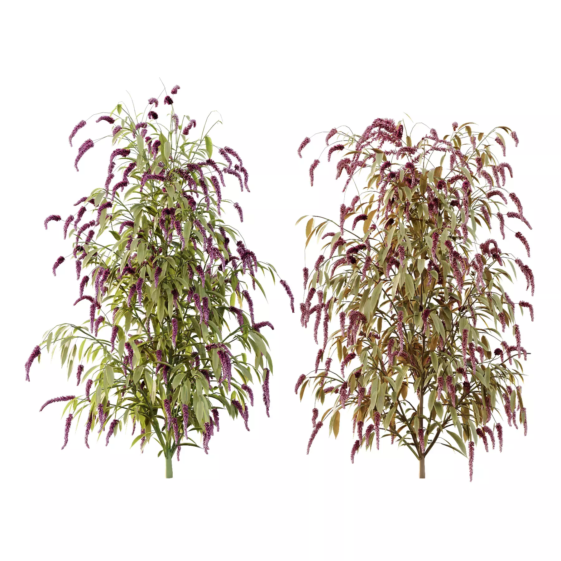 Excellent collection of plants Bush  400 Different Models _59