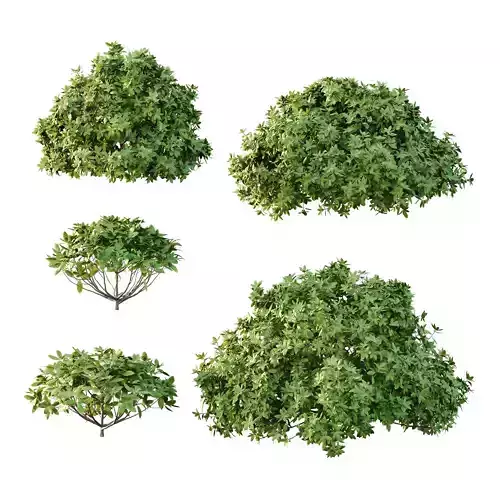 Excellent collection of plants Bush  400 Different Models _69
