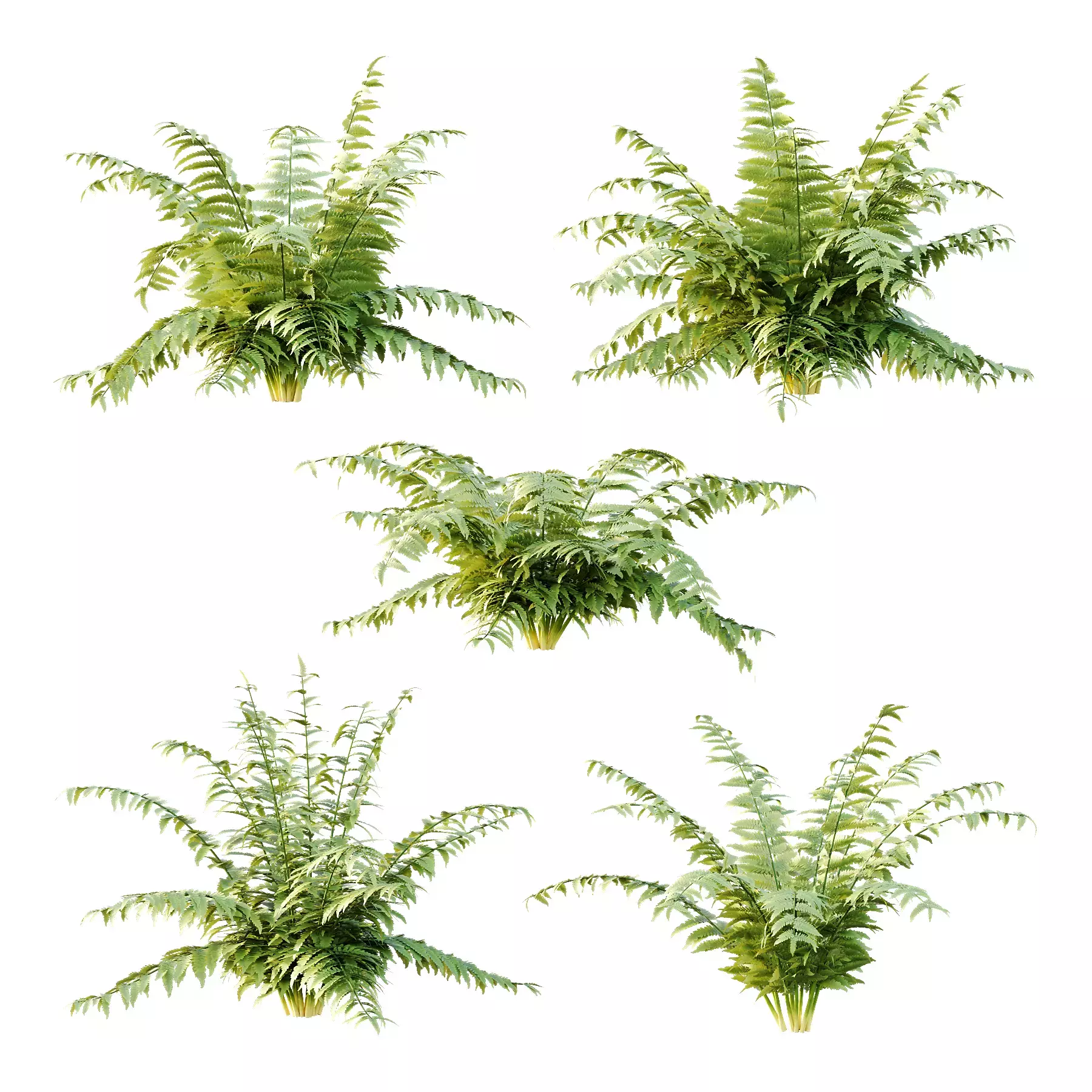 Excellent collection of plants Bush  400 Different Models _65