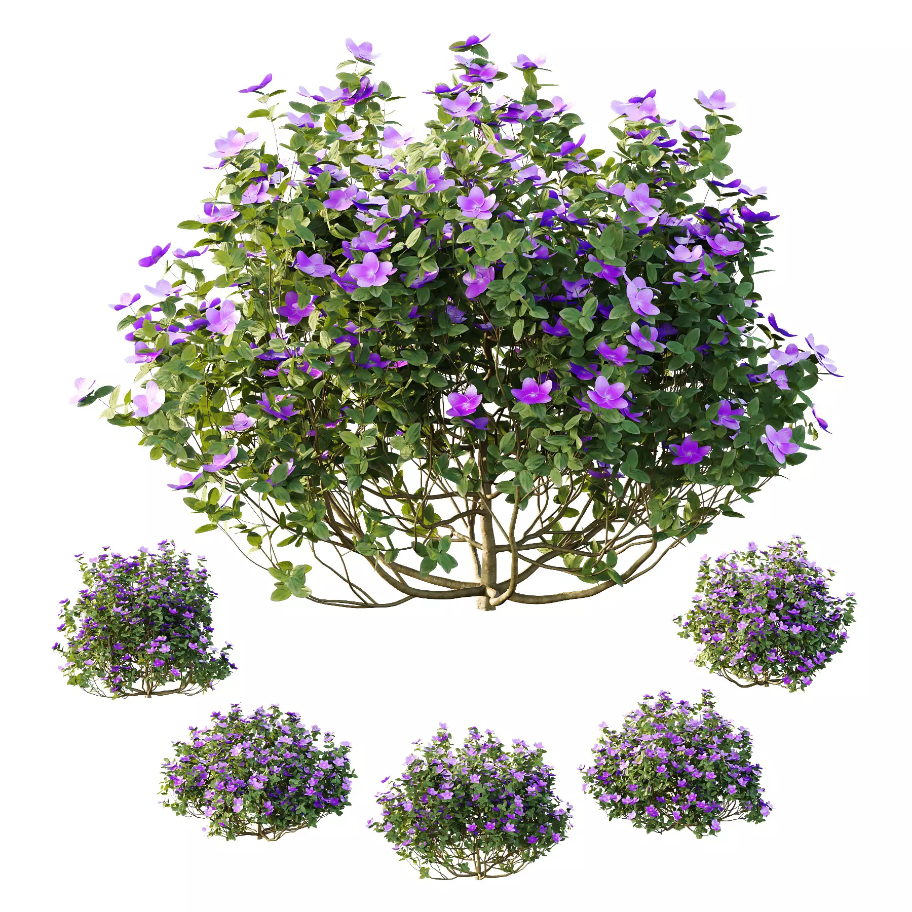 Excellent collection of plants Bush  400 Different Models _45