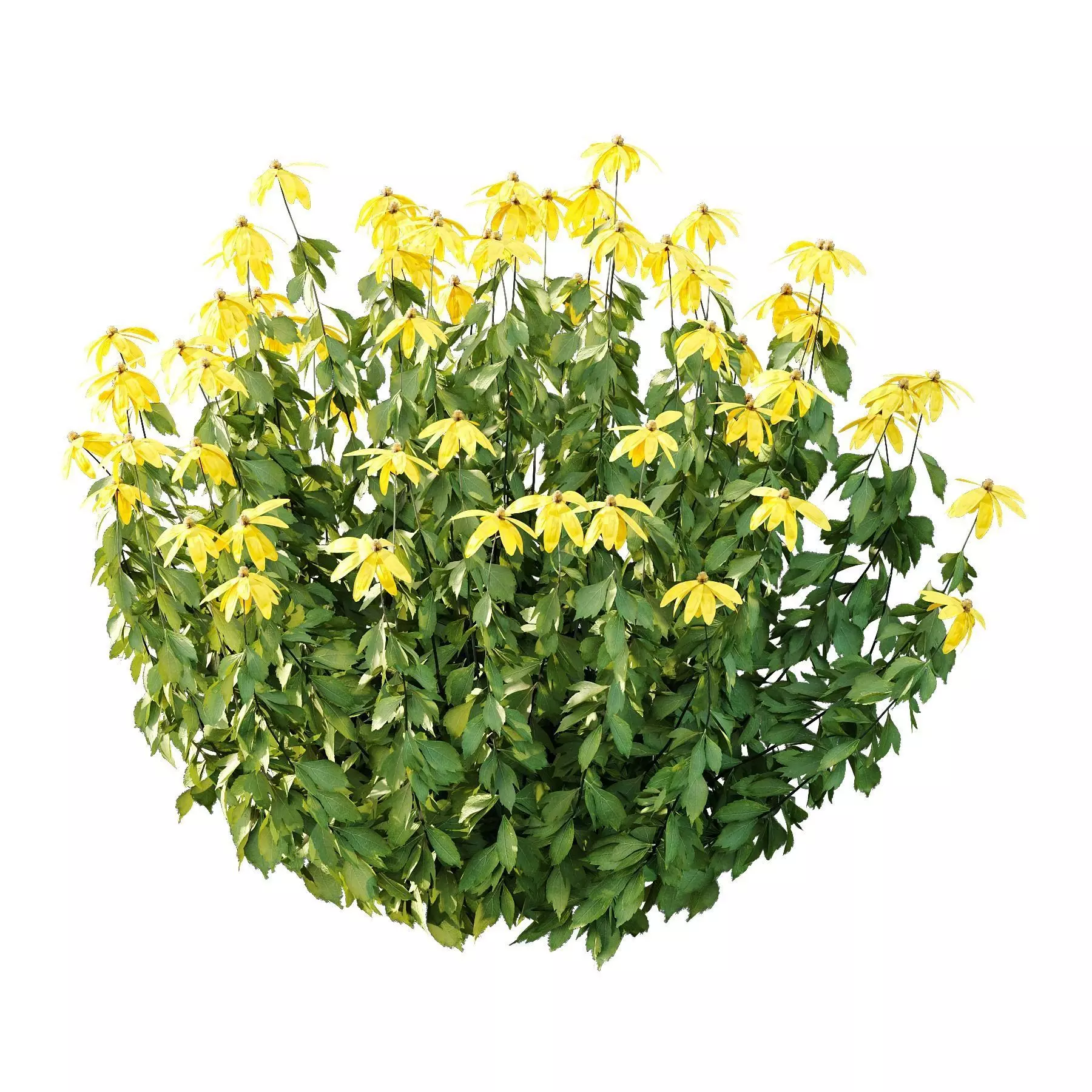 Excellent collection of plants Bush  400 Different Models _138