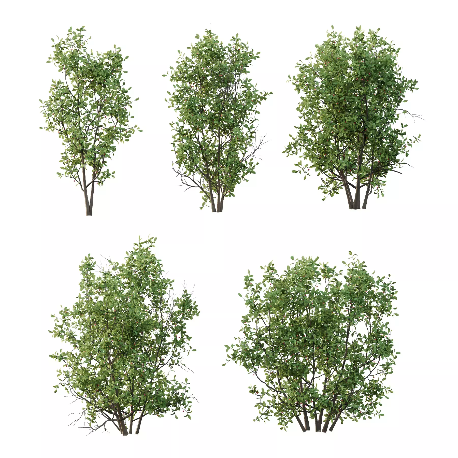 Excellent collection of plants Bush  400 Different Models _102