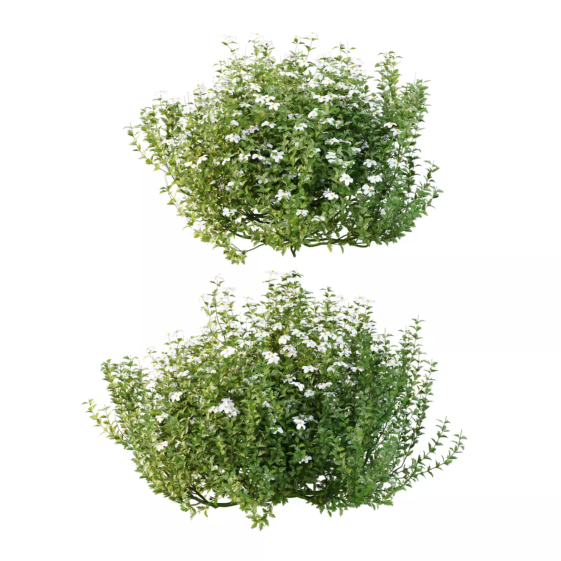 Excellent collection of plants Bush  400 Different Models _90