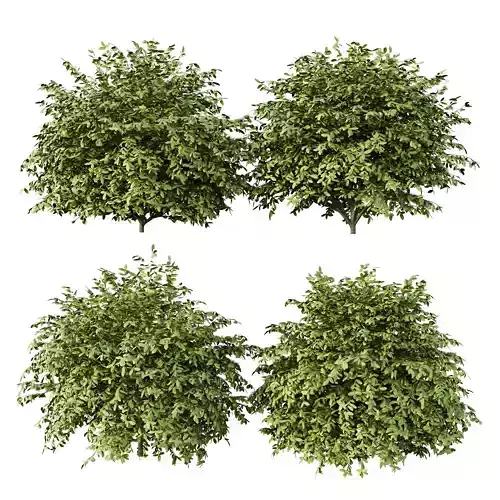 Excellent collection of plants Bush  400 Different Models _73