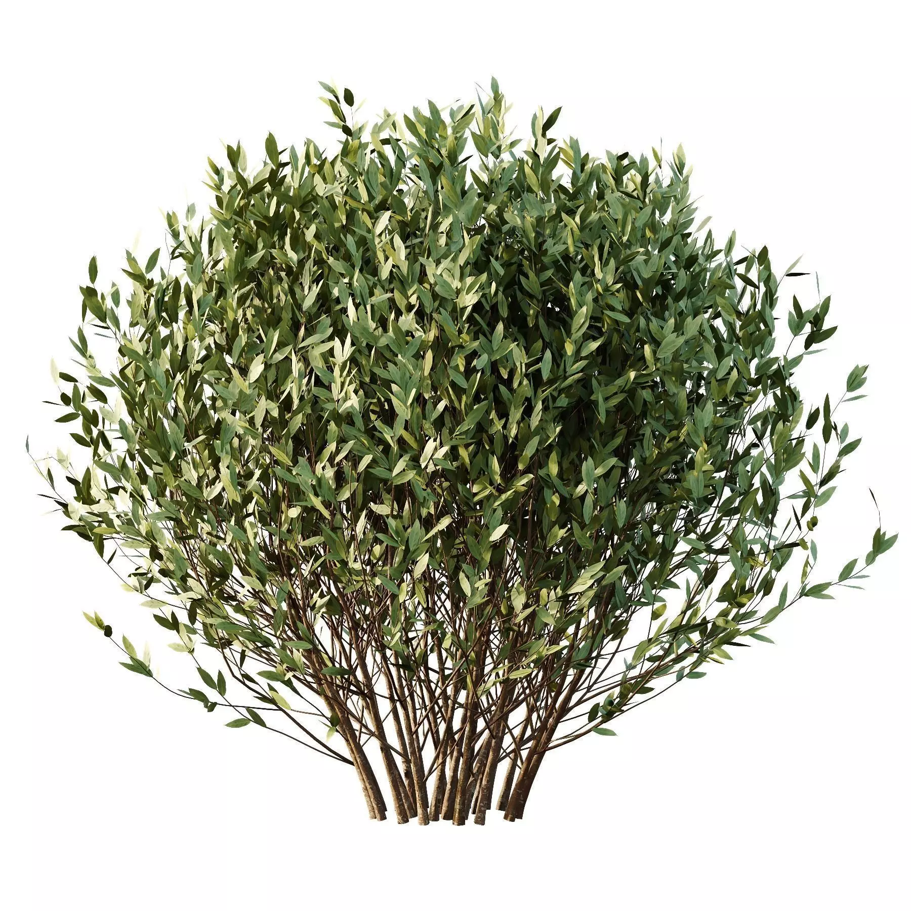 Excellent collection of plants Bush  400 Different Models _149