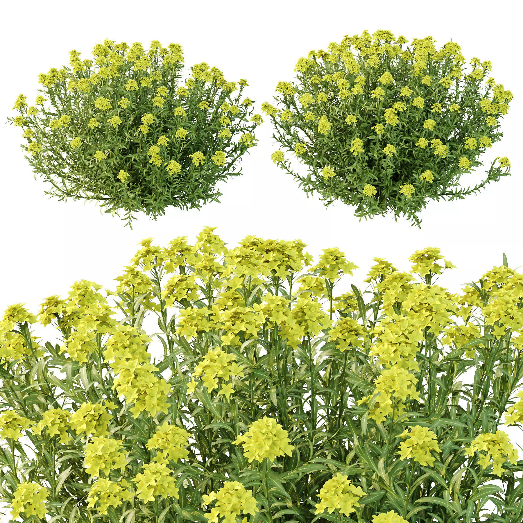 Excellent collection of plants Bush  400 Different Models _146