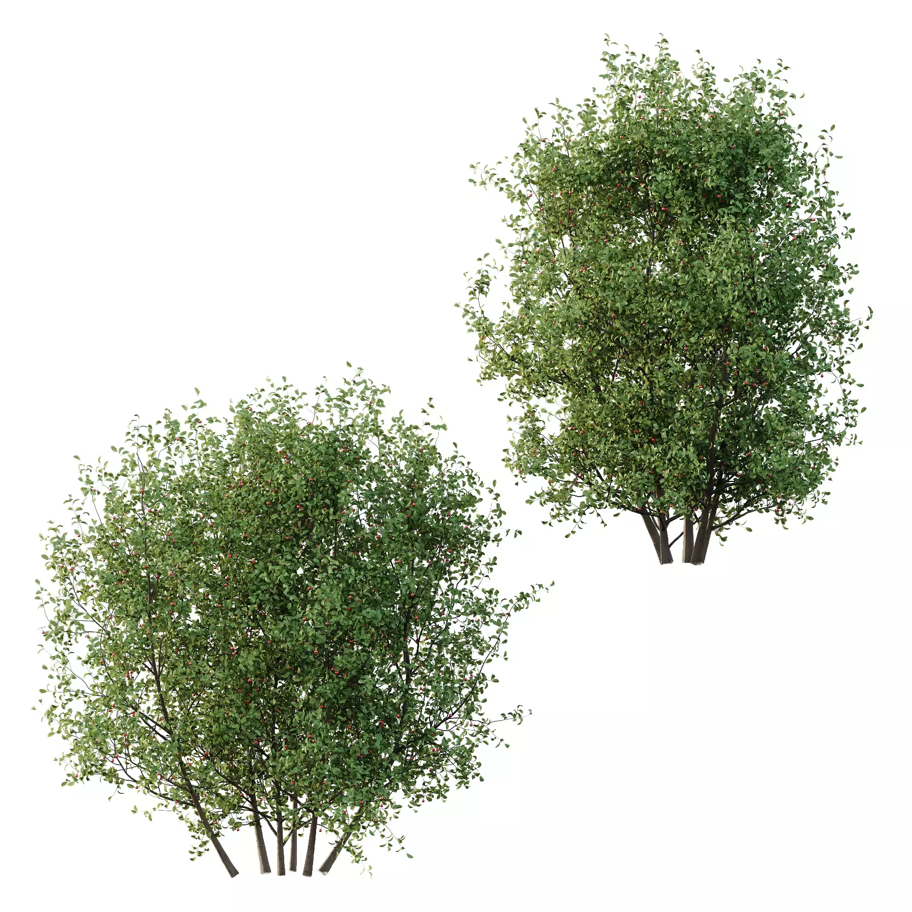 Excellent collection of plants Bush  400 Different Models _103