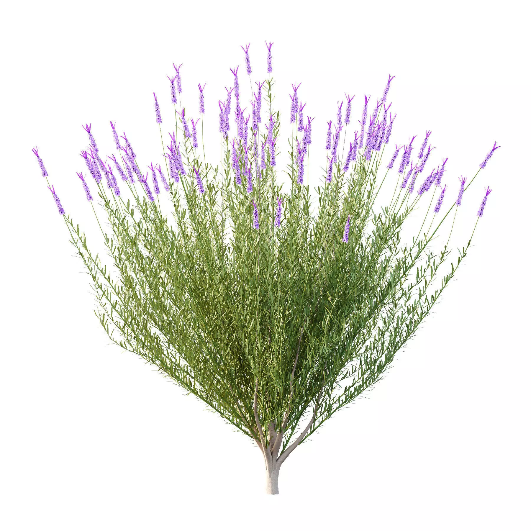 Excellent collection of plants Bush  400 Different Models _183