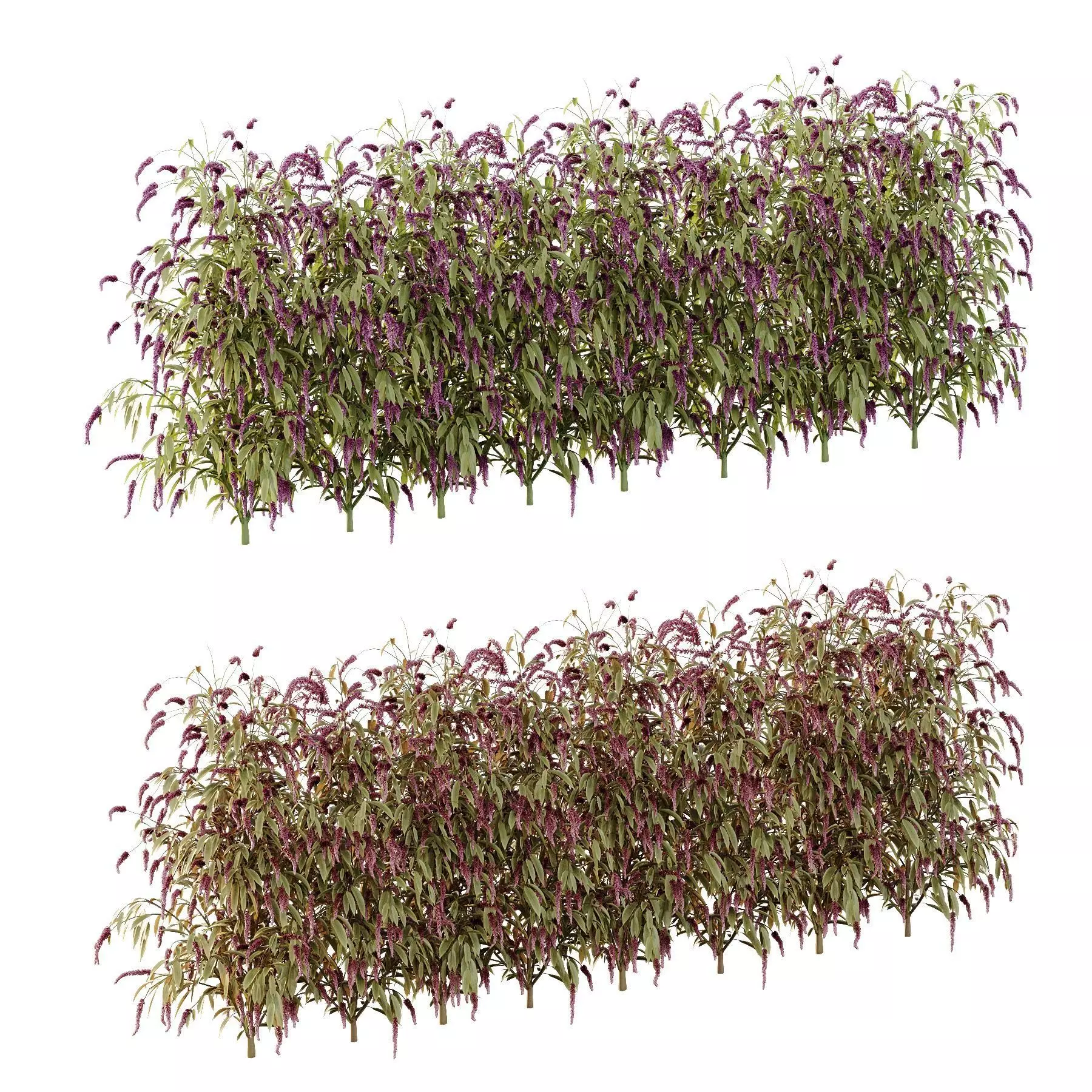 Excellent collection of plants Bush  400 Different Models _196