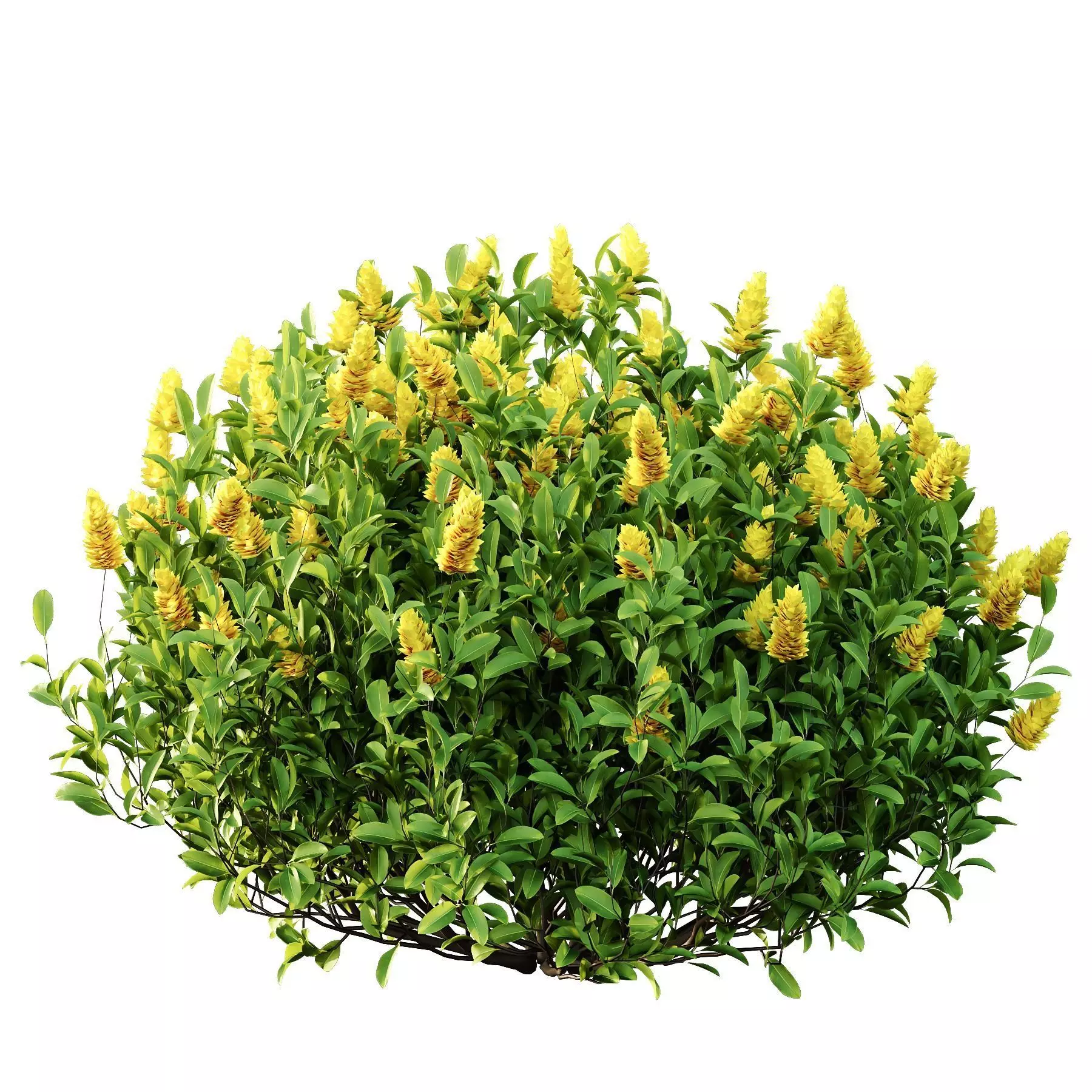 Excellent collection of plants Bush  400 Different Models _123