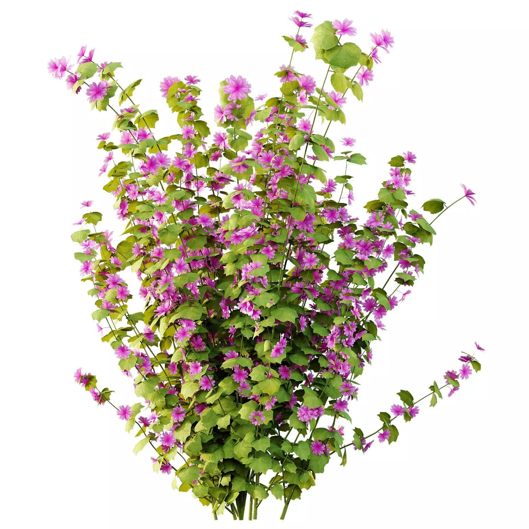 Excellent collection of plants Bush  400 Different Models _191