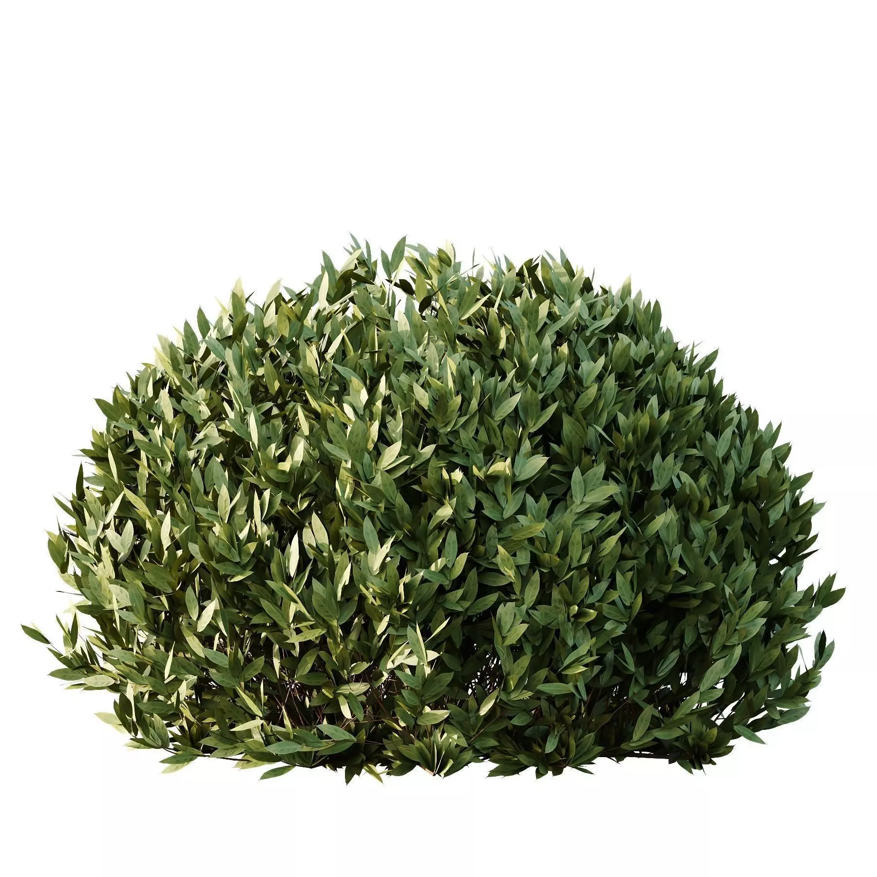 Excellent collection of plants Bush  400 Different Models _167