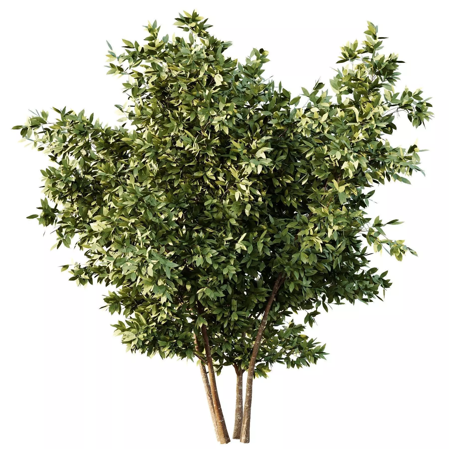 Excellent collection of plants Bush  400 Different Models _121