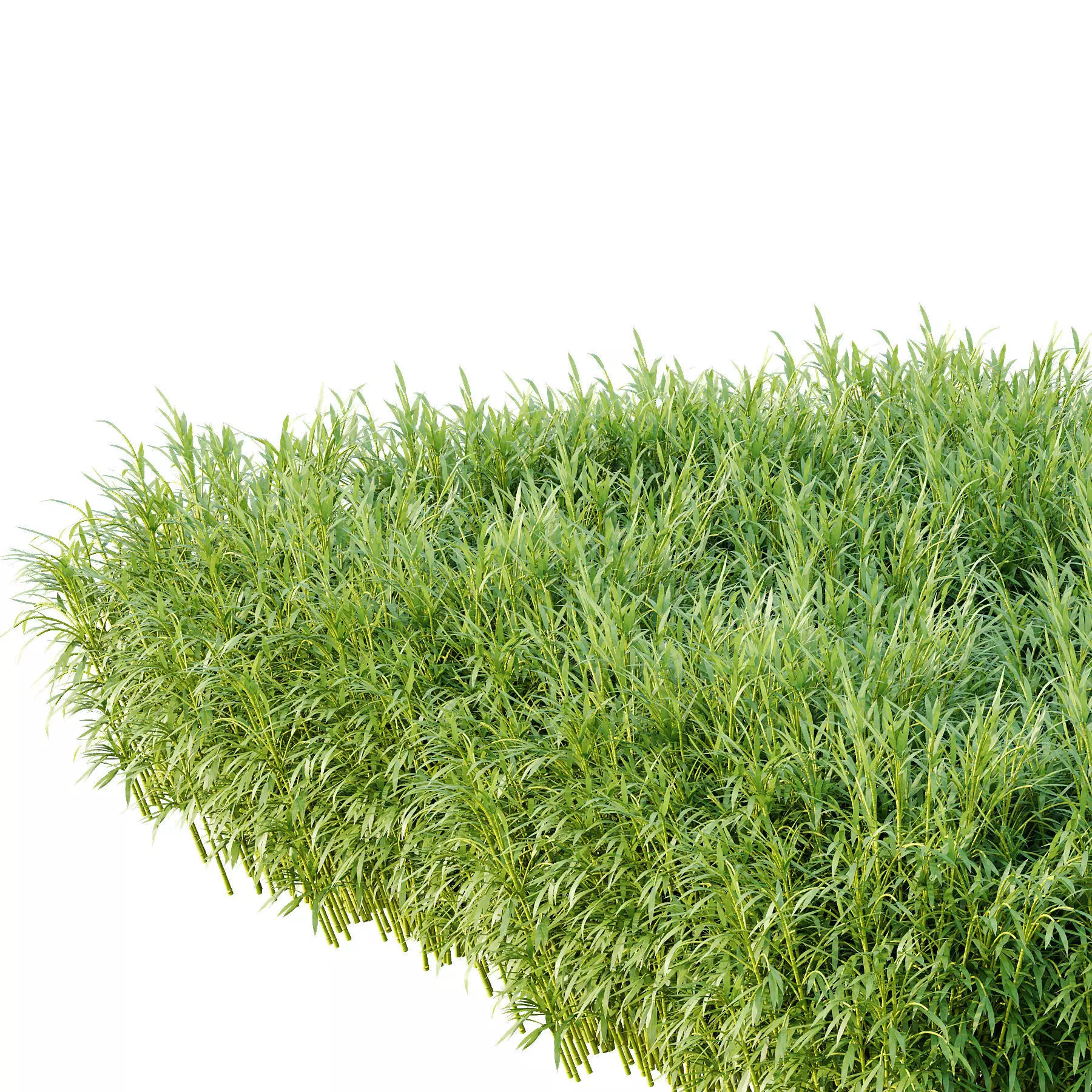 Excellent collection of plants Bush  400 Different Models _116