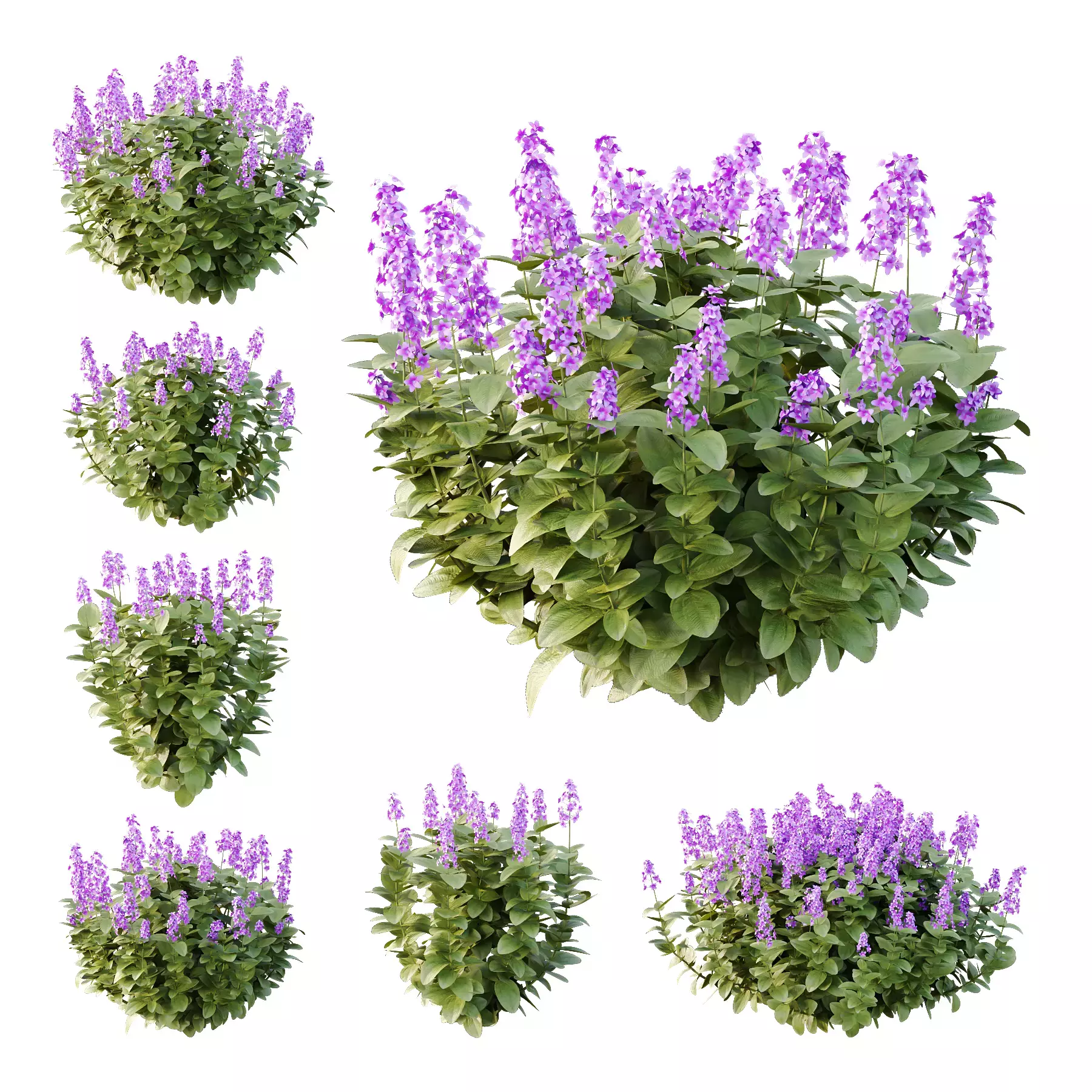 Excellent collection of plants Bush  400 Different Models _29