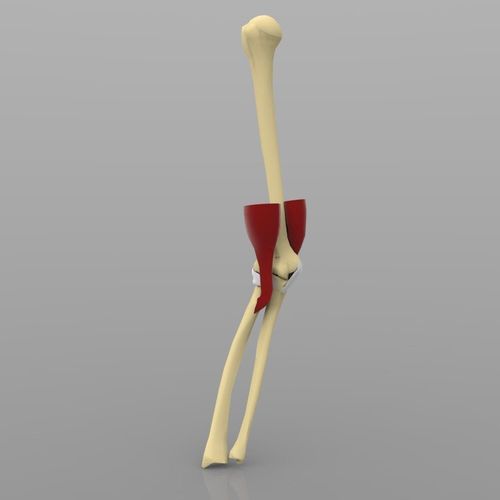Elbow Joint Low-poly 3D model
