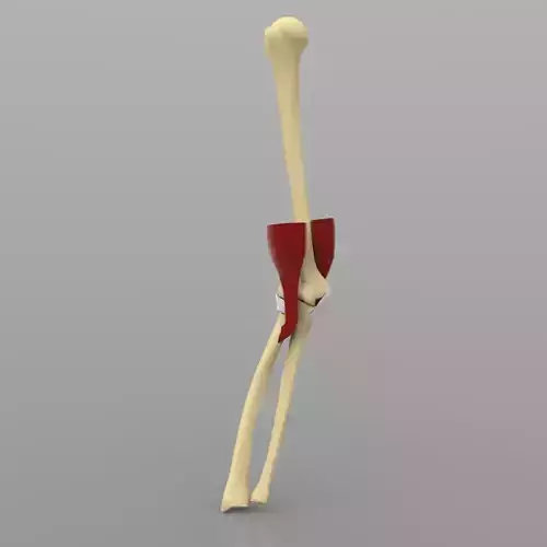 Elbow Joint Low-poly 3D model