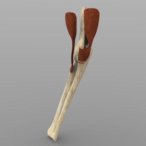 Elbow Joint With Texture Low-poly 3D model