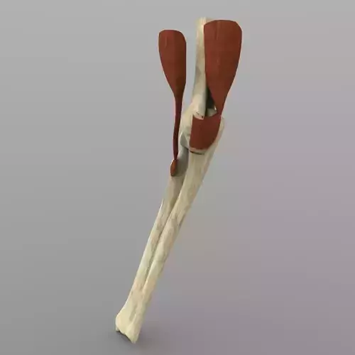 Elbow Joint With Texture Low-poly 3D model