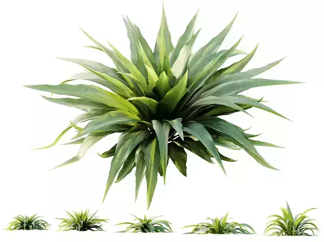 AV Plant Carex Platyphylla Larges Feuilles Astelia 3D model