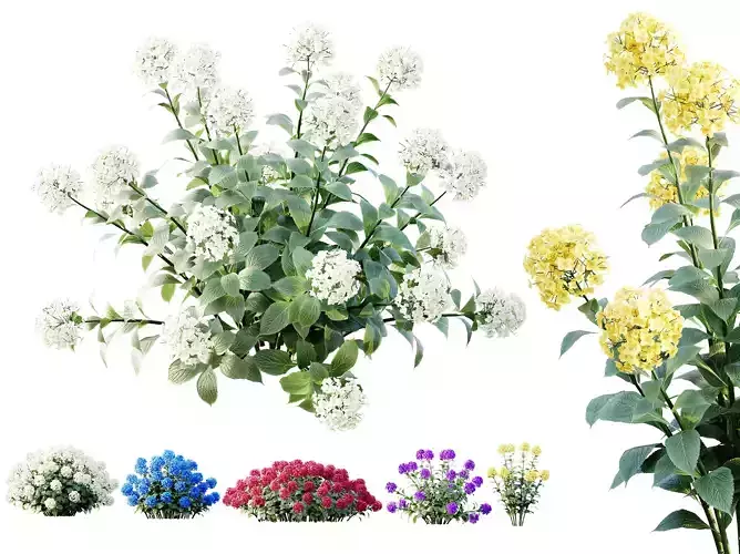 AV Plants Bigleaf Hydrangeas Arborescens Hydrangea 