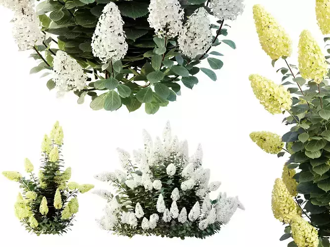 AV Plants Hydrangea Paniculata Levana Trawberry Melba