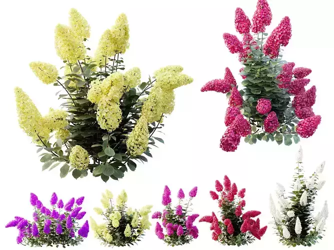 AV Plants Hydrangea Paniculata Levana Trawberry Melba02