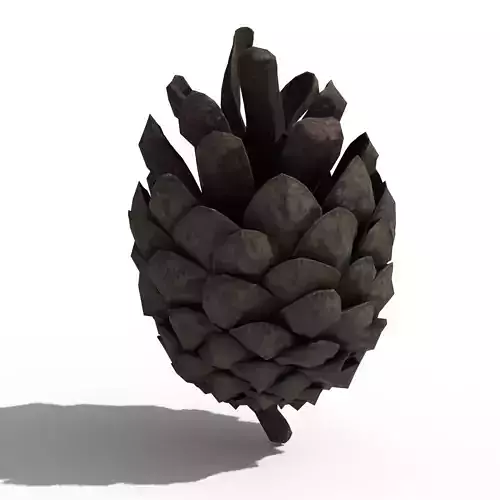 Pine Cone Half Open