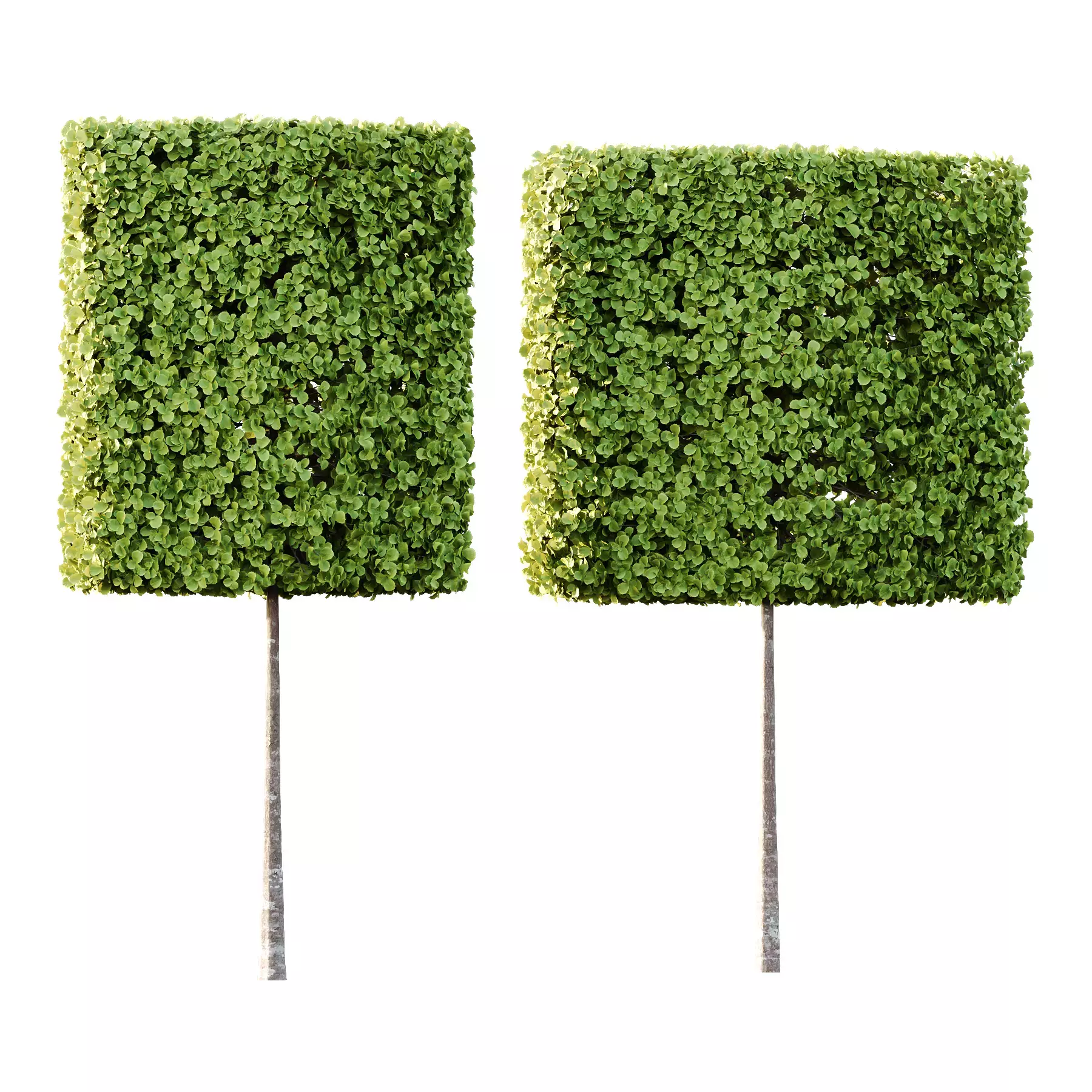 Excellent collection of Outdoor plants  37 Different Models _22