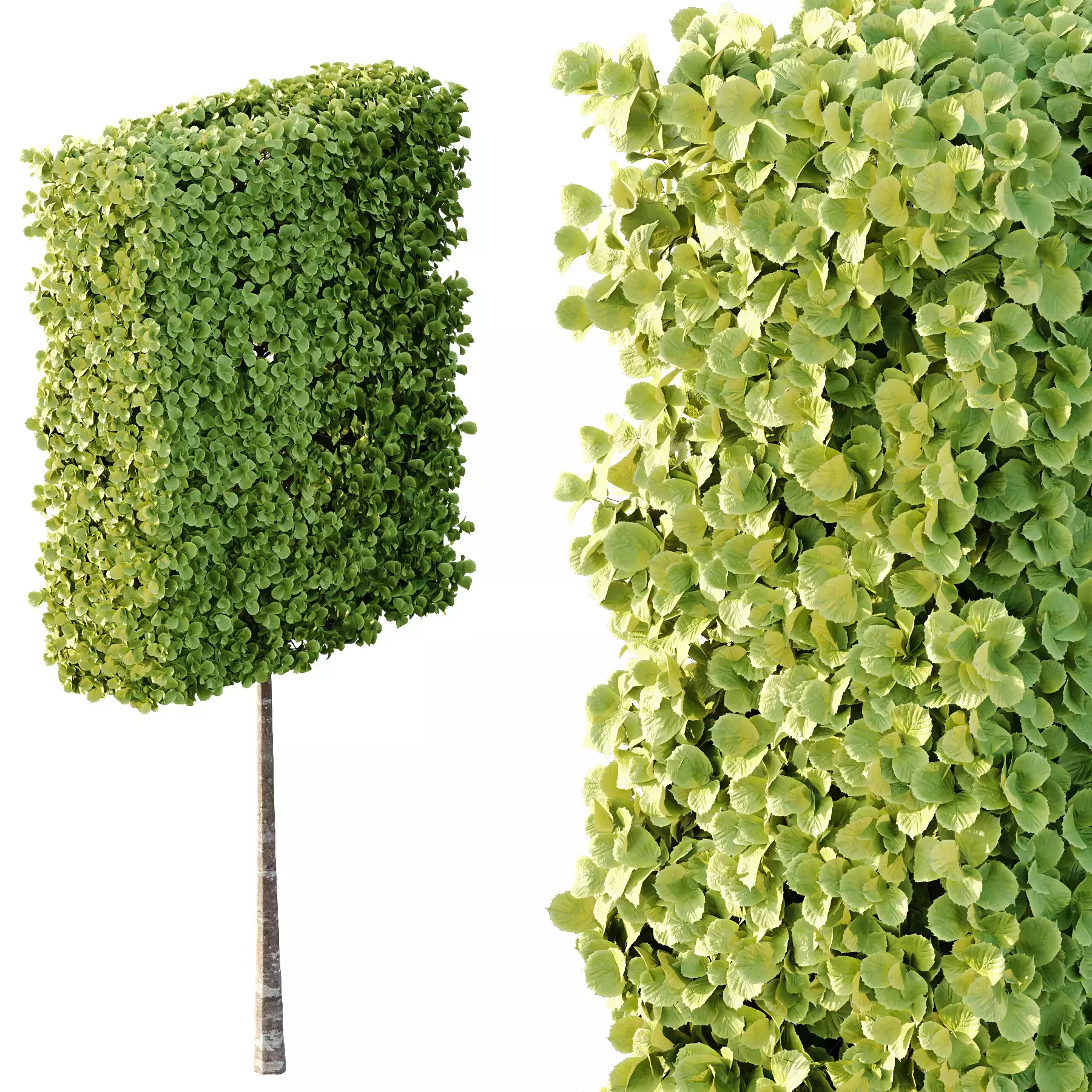 Excellent collection of Outdoor plants  37 Different Models _21